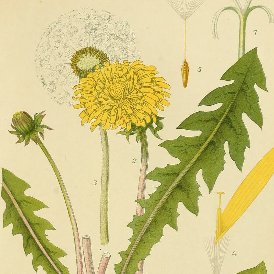 Dandelion manuscript painting